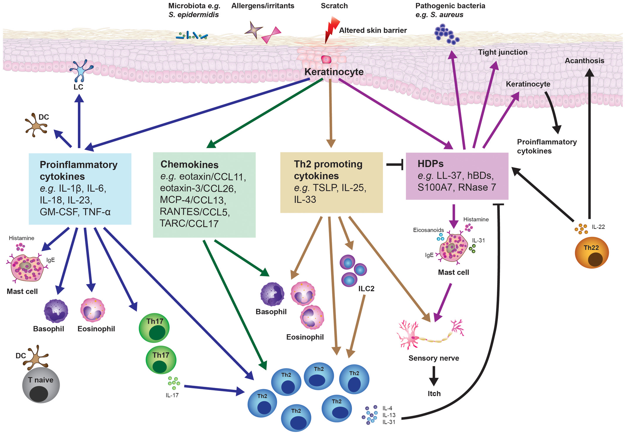 Clinical Experimental Immunology Wiley Online Library