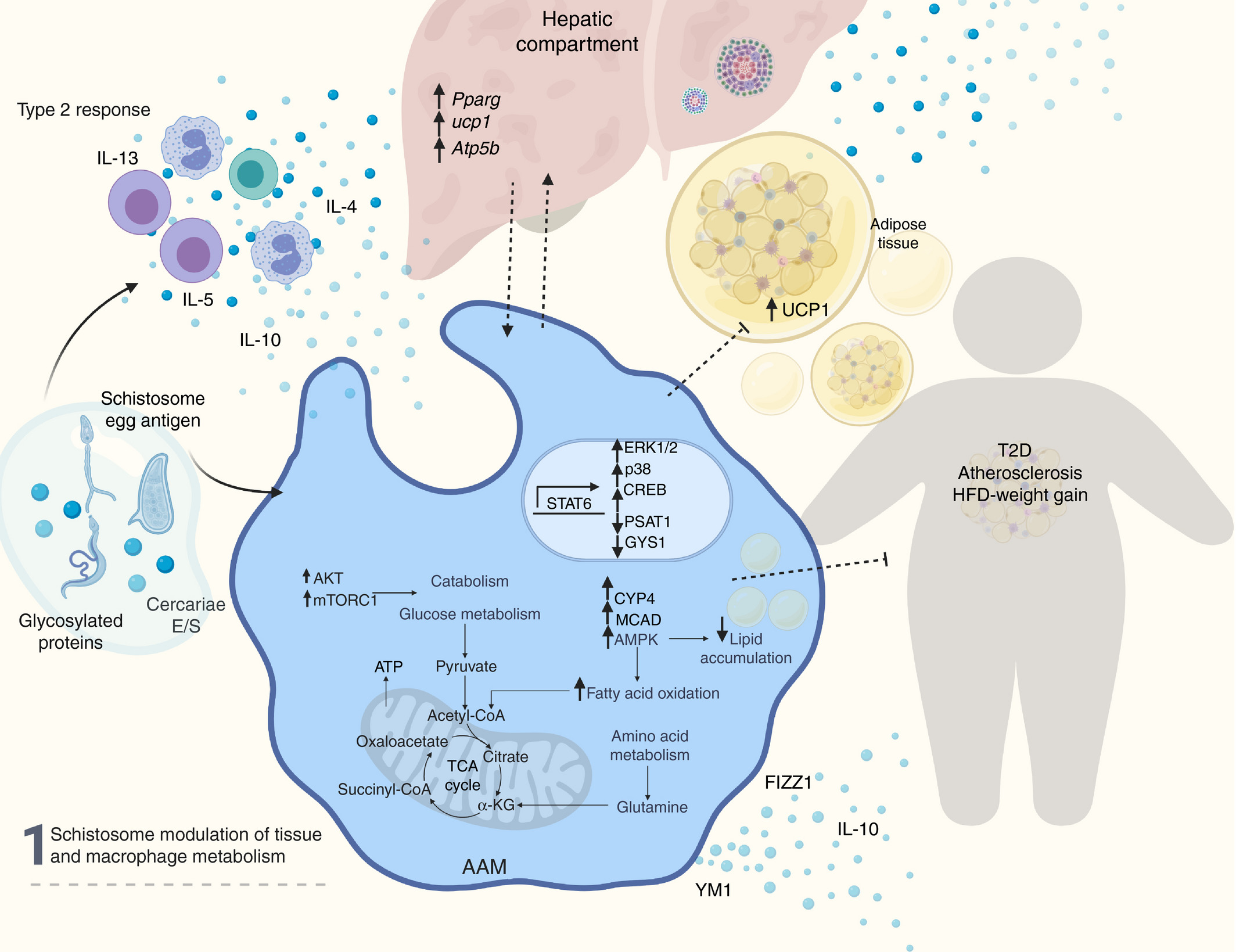 Schistosome and intestinal helminth modulation of macrophage immunometabolism - Cortes‐Selva - 2021 - Immunology image