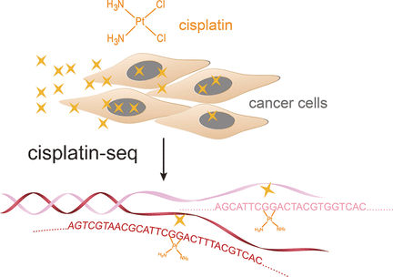 Dove si lega il cisplatino? - Identificazione dei siti di reticolazione del cisplatino sull'intero genoma con risoluzione delle basi del DNA