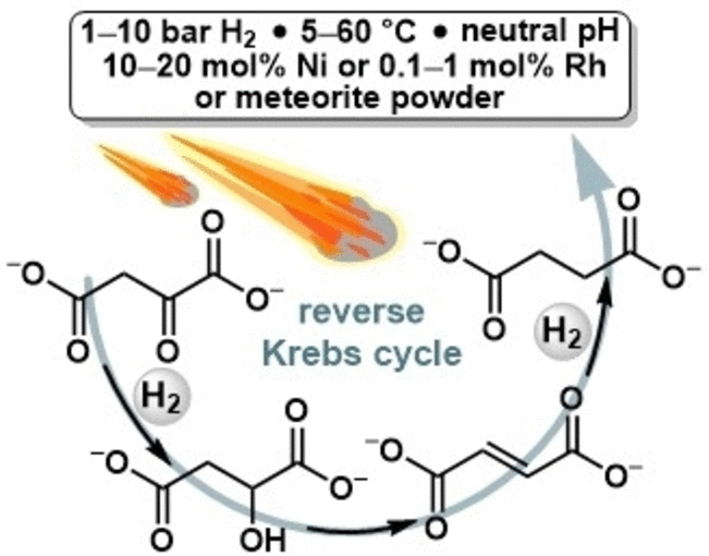 Primeval Reaction Pathways - Some reactions in the reverse Krebs cycle can also be run under meteorite catalysis