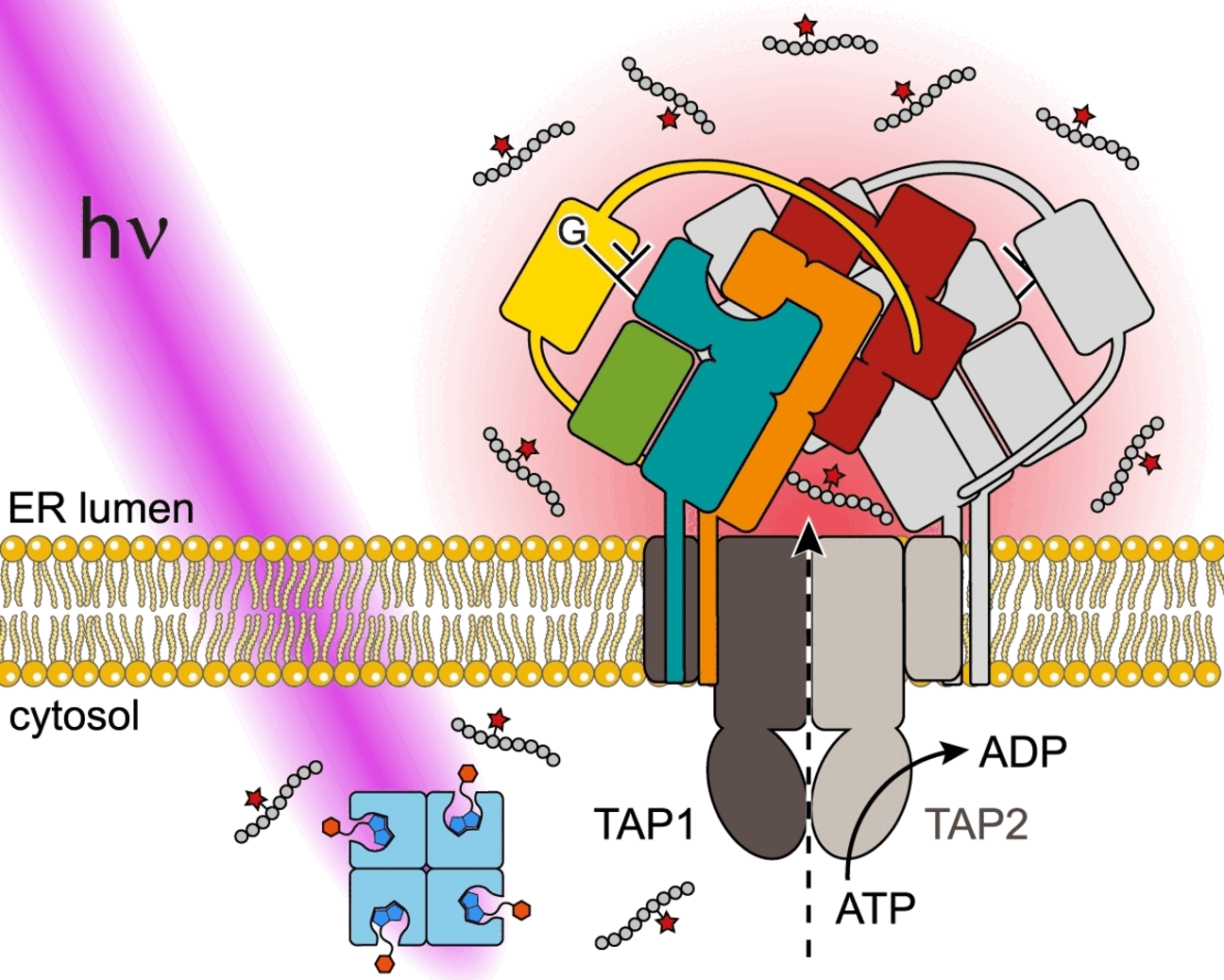 Immune System in the Spotlight - Light-controlled antigen release for analysis of antigen processing