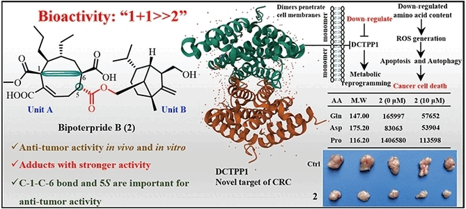 A Mushroom for Colorectal Cancer Therapy - Plant fungus provides new drug with a new cellular target