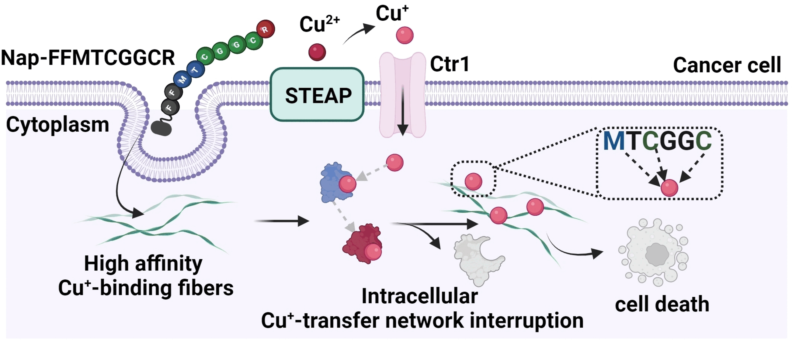 Tumor Cells Suffer Copper Withdrawal - Nanofibers made of copper-binding peptides disrupt copper homeostasis in cancer cells
