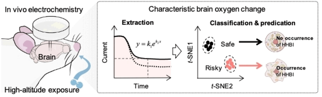 Oxygen Redistribution in the Brain - Early detection of high-altitude hypoxic brain injury