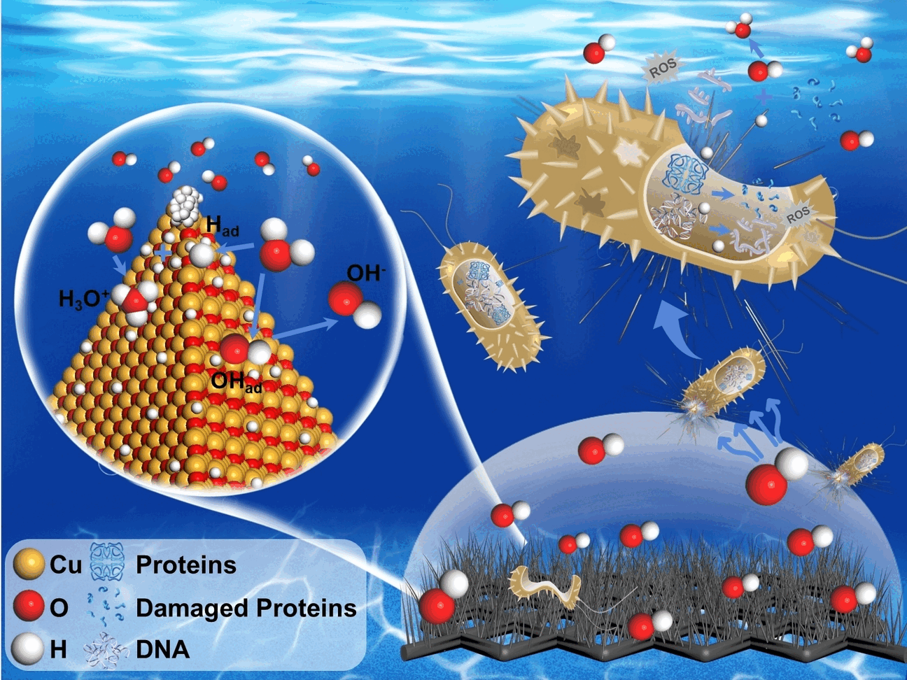 Efficiently and Sustainably Killing Bacteria - Electrocatalytic sterilization: nanowires produce localized highly alkaline microenvironments