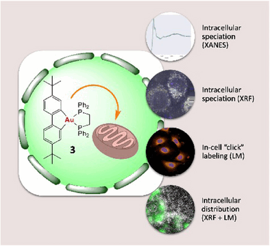 Gold Battles Cancer - Organogold(III) complex accumulates in mitochondria of lung cancer cells