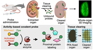 Viewing Organs in 3D - High-resolution mapping of enzyme activity in tissues