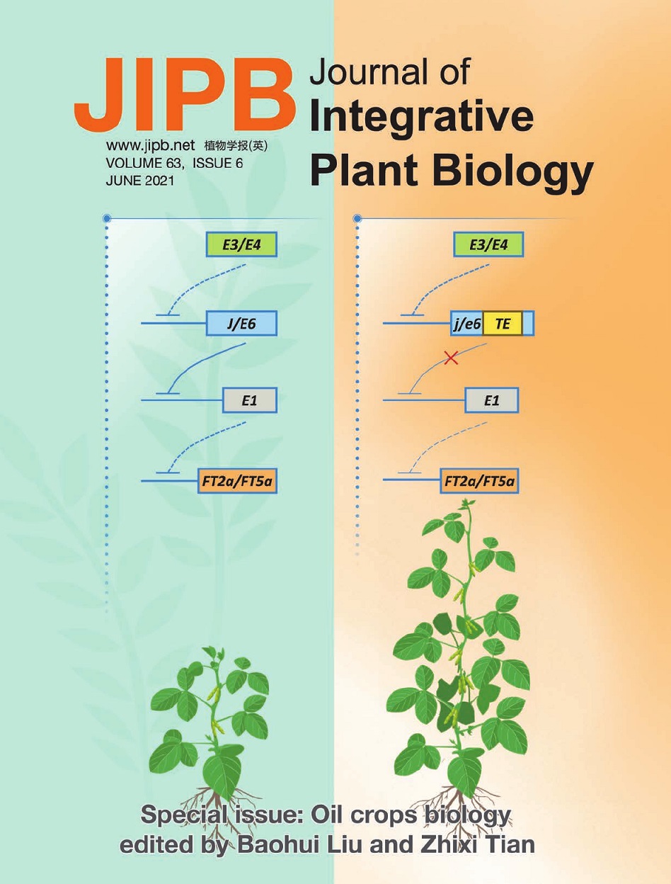 The role of light in regulating seed dormancy and germination - Yang - 2020  - Journal of Integrative Plant Biology - Wiley Online Library