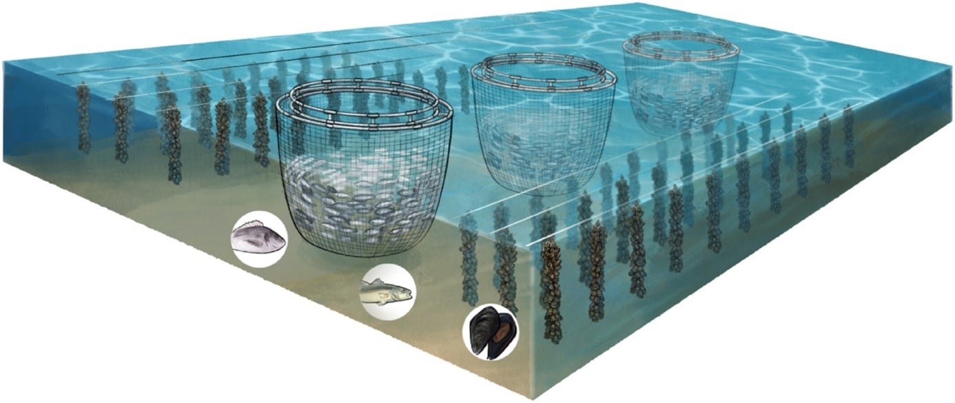 Infographic from the article -  Mytilus galloprovincialis's role in Integrated Multi-Trophic Aquaculture (IMTA): A comprehensive review