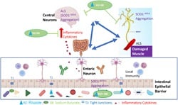 Synergistic Effects of Riluzole and Sodium Butyrate on Barrier Function and Disease Progression of Amyotrophic Lateral Sclerosis Through the Gut-Neuron Axis