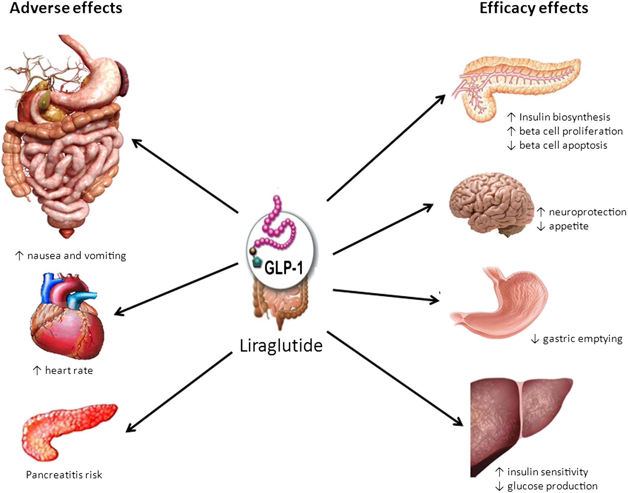 Obesity Science Practice Wiley Online Library obesity-science-practice-wiley-online-library